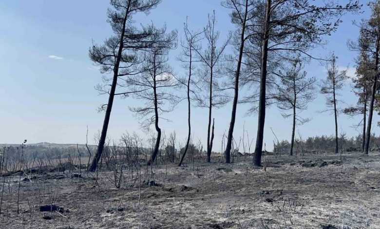 geliboluda cikan orman yangini tamamen kontrol altina alindi 5924422c1e44 |