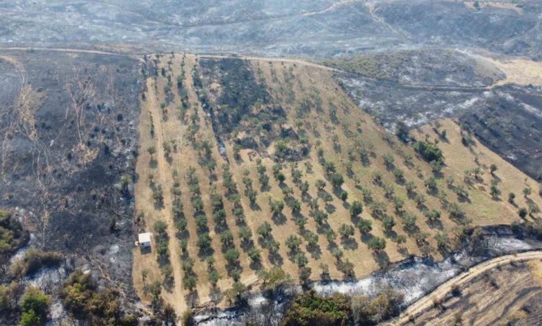 Gelibolu’da yaşayan çiftçi zeytinliğinin altını sürdüğü için yangından etkilenmedi 1 geliboluda yasayan ciftci zeytinliginin altini surdugu icin yangindan etkilenmedi 302b2eea88d2 |