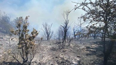 izmirde ormanlik alanda yangin cikti havadan ve karadan mudahale basladi 85929a0dc02b |