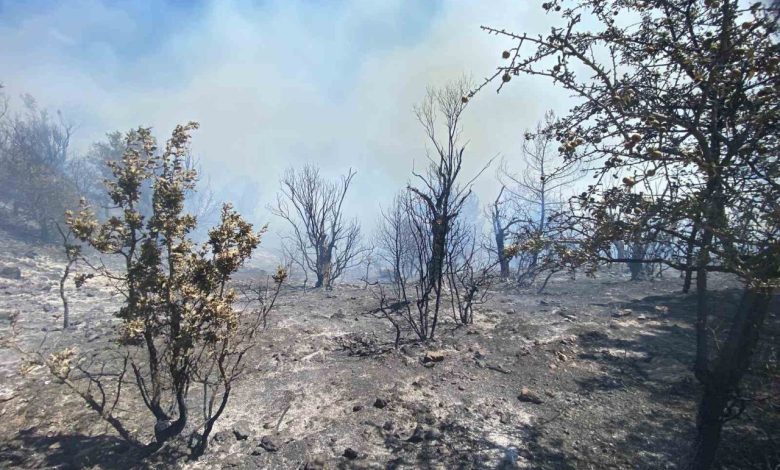 izmirde ormanlik alanda yangin cikti havadan ve karadan mudahale basladi 85929a0dc02b |