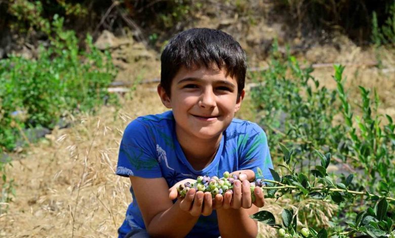 izmirin ilk topraga dikim yaban mersini hasat edildi a6b77284bac9 |