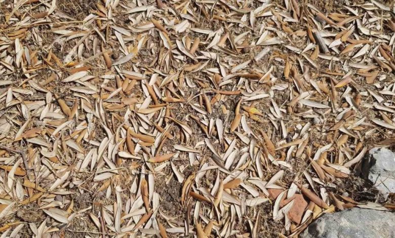 kuraklik zeytin agaclarini verim ve kalitede vurdu 08d64a04f12d |