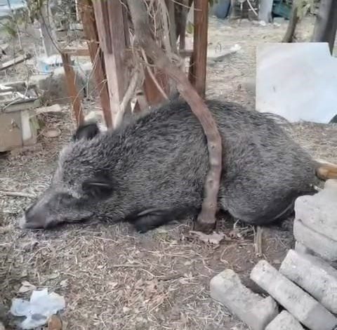silahla yaralanan domuz dogal yasam parkinda iyilestirildi 72f5cbceed3e |