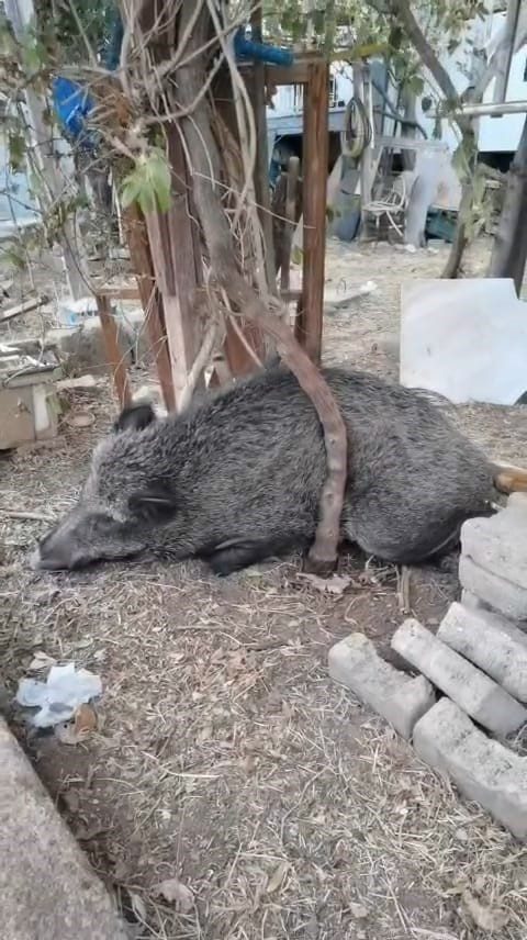 silahla yaralanan domuz dogal yasam parkinda iyilestirildi 72f5cbceed3e |