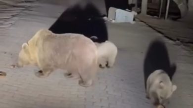 uludagda ayilari gormek isteyen vatandaslardan tehlikeli hareketler 48841eb4d742 |