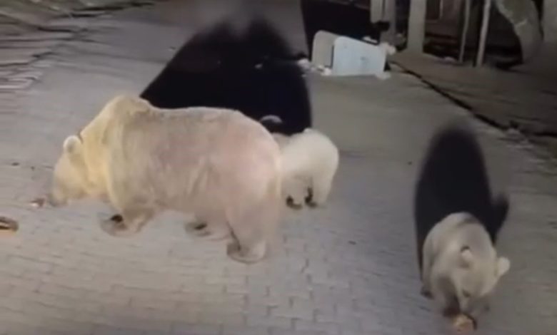 uludagda ayilari gormek isteyen vatandaslardan tehlikeli hareketler 48841eb4d742 |