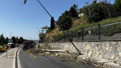 uskudarda agac seyir halindeki otomobilin uzerine devrildi b7c30def61fe |