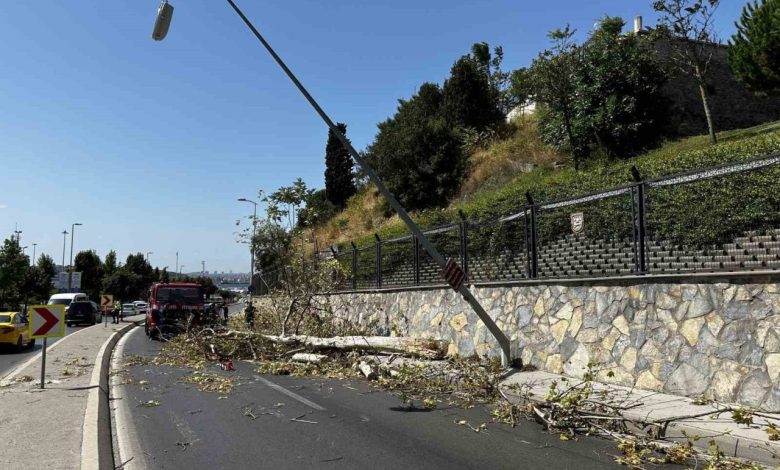 uskudarda agac seyir halindeki otomobilin uzerine devrildi b7c30def61fe |