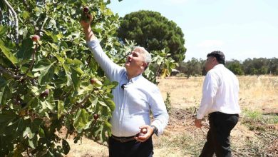 zeytinlikler arasindaki balli lezzet havran siyah inciri 9f619551e4ab |