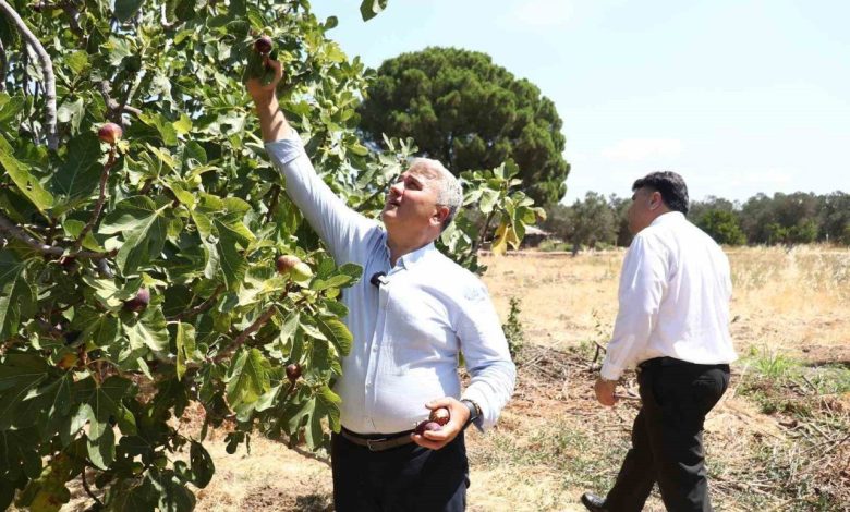 Zeytinlikler arasındaki ’bal’lı lezzet: Havran siyah inciri 1 zeytinlikler arasindaki balli lezzet havran siyah inciri 9f619551e4ab |