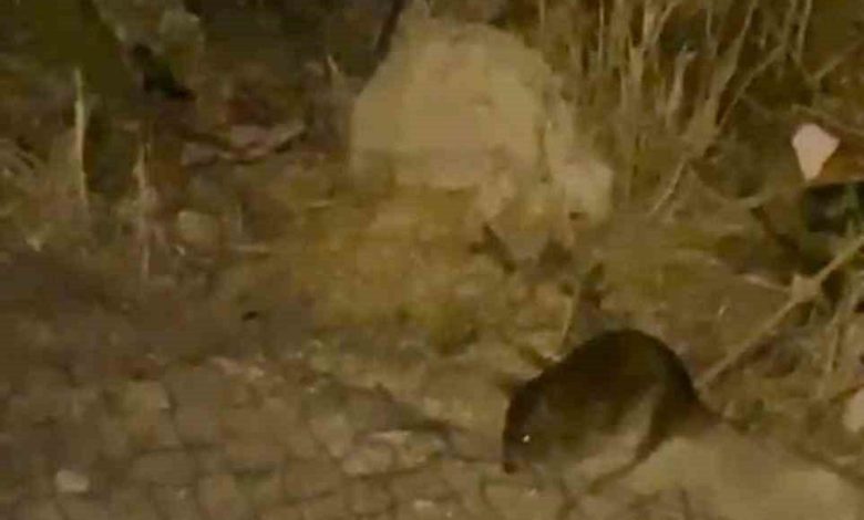 ankara sokaklarini fareler basti 53dcbccc9673 |