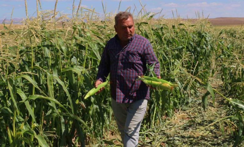 Ankara’da mısır hasadı başladı 1 ankarada misir hasadi basladi 3e384ea929d1 |