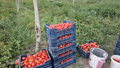 aromasi ve lezzetiyle bilinen sindirgi domatesi 4 lira de2aa8c290ab |