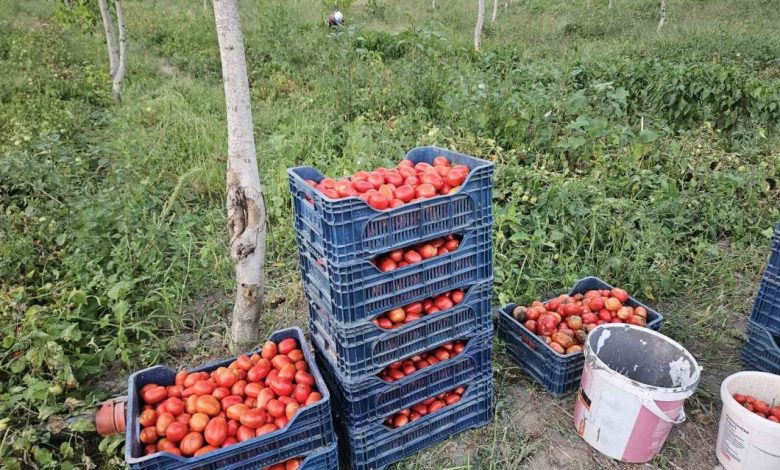 aromasi ve lezzetiyle bilinen sindirgi domatesi 4 lira de2aa8c290ab |