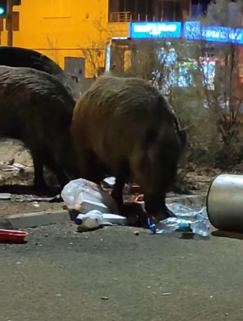 balcovada coplere dadanan domuzlar iri cusseleriyle sasirtti 5fc75bcc205c |