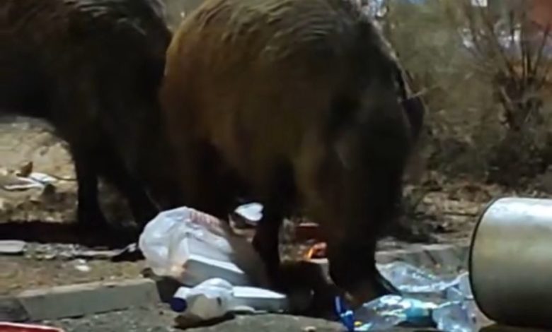 Balçova’da çöplere dadanan domuzlar iri cüsseleriyle şaşırttı 1 balcovada coplere dadanan domuzlar iri cusseleriyle sasirtti 5fc75bcc205c |