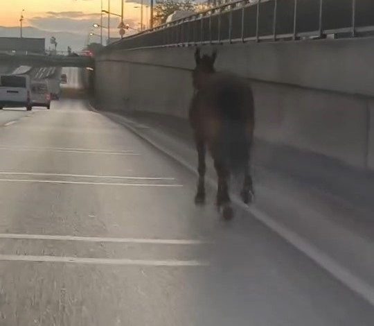 basibos at trafikte tehlike sacti 9635a65533d5 |