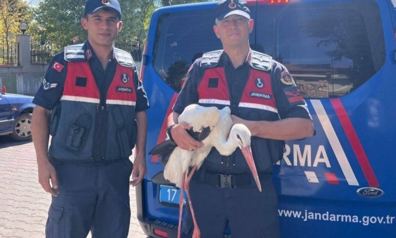 bayramicte bulunan yarali leylek tedavi altina alindi b7fcd0edf5c7 |