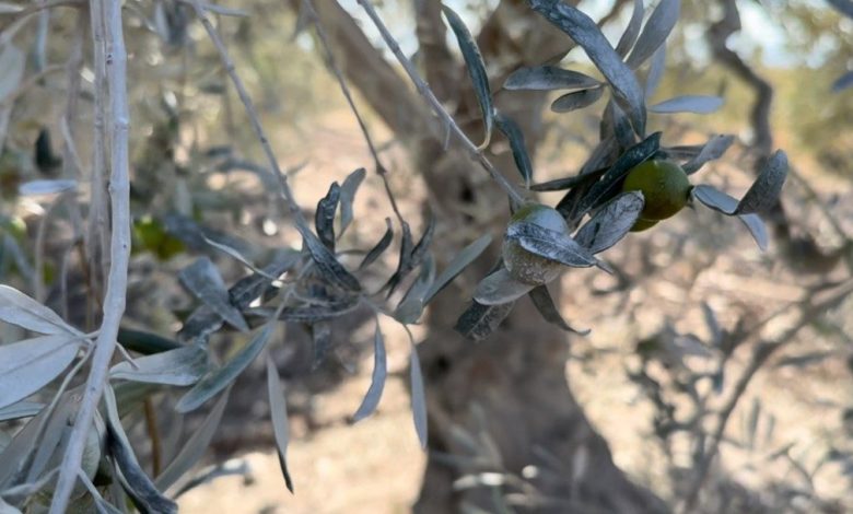 bursa betonun tozu ciftciyi perisan etti 4b3eab4b20b4 |