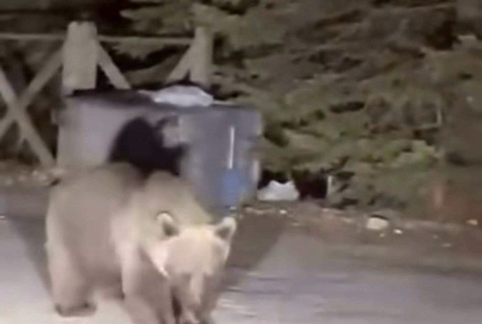 Bursa Uludağ’da koca ayıyı ekmekle beslediler 1 bursa uludagda koca ayiyi ekmekle beslediler 07b5e155bf8c |