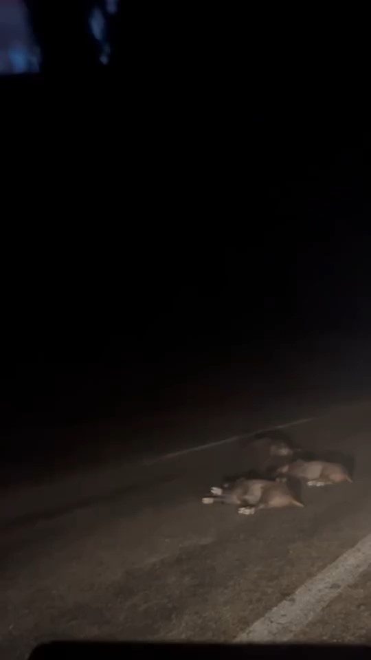 bursada yola atlayan domuz surusu telef oldu 3263b1c4a956 |