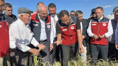 canakkalede damla sulamayla yetistirilen celtiklerde hasat zamani 0efe7dead0a1 |