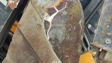 canakkalede sahile olu caretta caretta vurdu daa29d1c6047 |