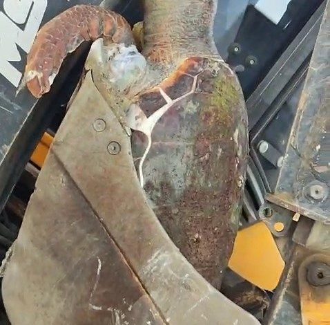 Çanakkale’de sahile ölü caretta caretta vurdu 1 canakkalede sahile olu caretta caretta vurdu daa29d1c6047 |