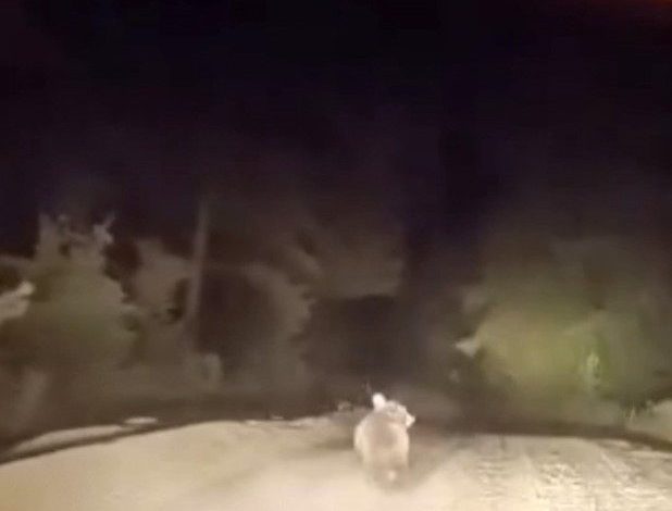 dag yolunda surucuyle karsilasan ayinin panik anlari 60574e3776e7 |