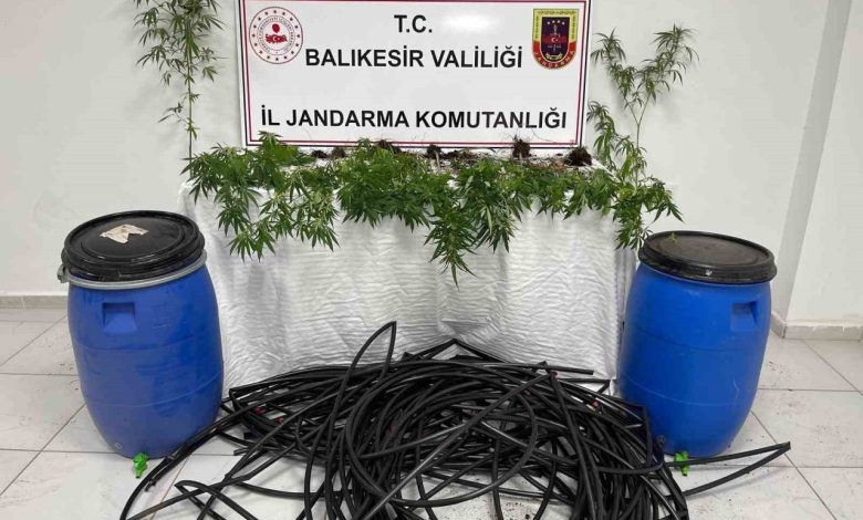 damlama sulamali kenevir tarlasina jandarma baskini 376c4cff45bc |