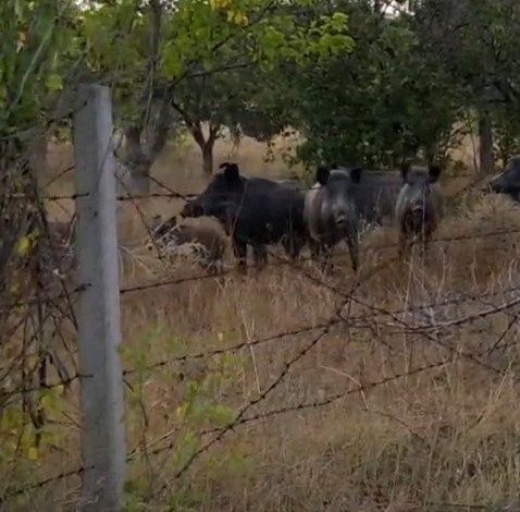 Elmadağ’da tarlada domuz sürüsü görüldü 1 elmadagda tarlada domuz surusu goruldu fb790e55d961 |