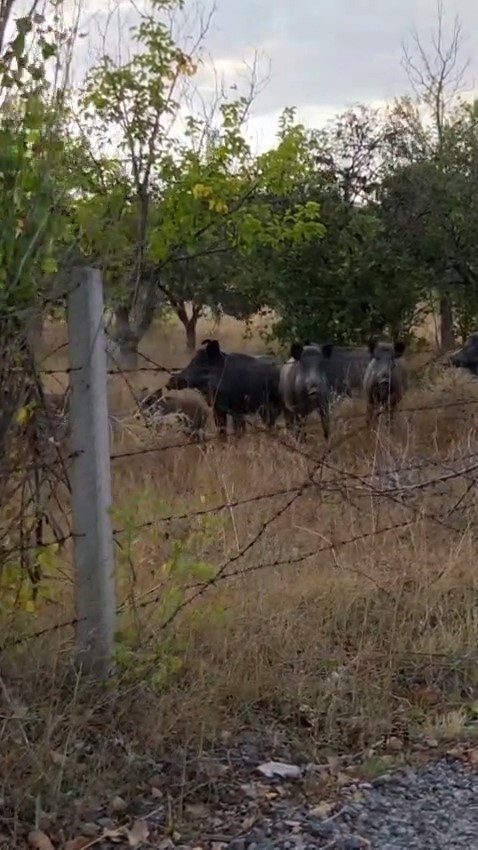 elmadagda tarlada domuz surusu goruldu fb790e55d961 |