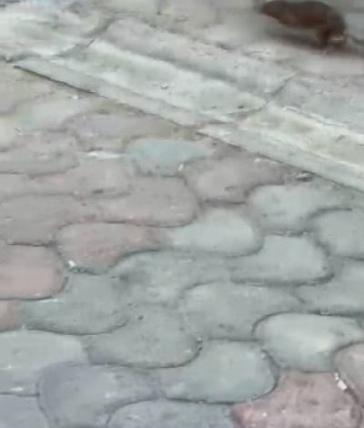 esnaf kedi ile farenin kapismasini mac anlatir gibi anlatti d13f98196f6d |