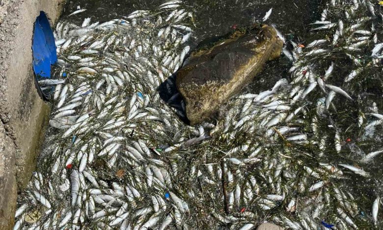 izmir korfezinde balik olumleri yeniden basladi 2dbf26155bbf |