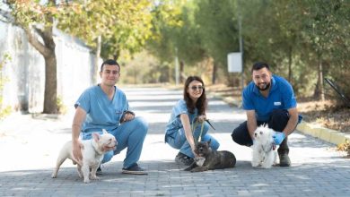 izmirde el konulan 20 cins kopek isikkent kopek bakimevinde 8ced013150cf |