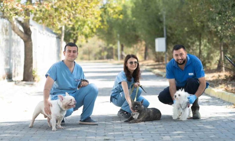 izmirde el konulan 20 cins kopek isikkent kopek bakimevinde 8ced013150cf |