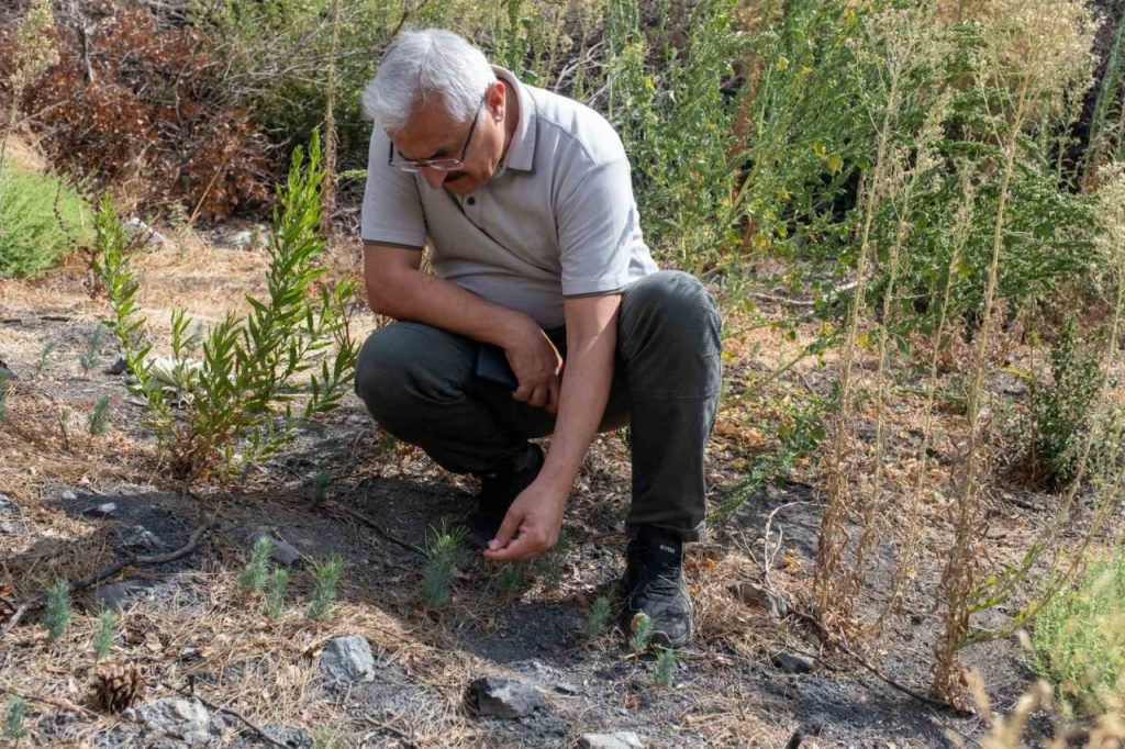 karsiyaka yamanlarda yanan ormanlar yeseriyor d2b80a5bf5be |