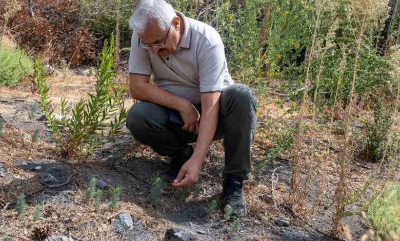 karsiyaka yamanlarda yanan ormanlar yeseriyor d2b80a5bf5be |