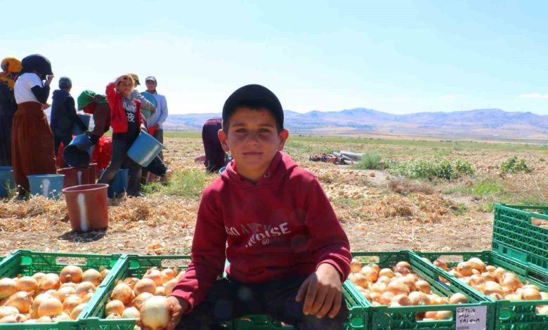 Kışlık soğanın ilk hasadı başladı 1 kislik soganin ilk hasadi basladi 52dc7919ed1e |