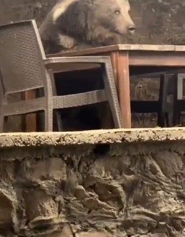 kizilcahamamda lokantaya giren ayi masaya oturup servis bekledi 6da5a16f0658 |