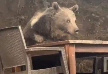 kizilcahamamda lokantaya giren ayi masaya oturup servis bekledi 6da5a16f0658 e1757776715881 |