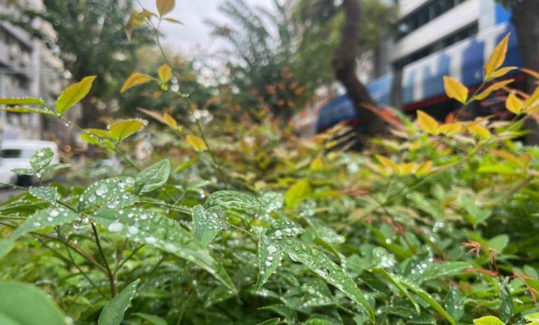 Kuraklıkla mücadele eden İzmir’de yağmur serinliği 1 kuraklikla mucadele eden izmirde yagmur serinligi b11a71a61550 |