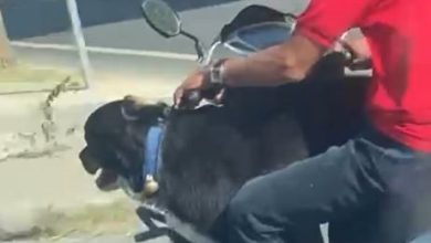 motosiklet uzerinde kopekle ilerledi bakirkoyde tehlikeli yolculuk kamerada 14a534526b7f |