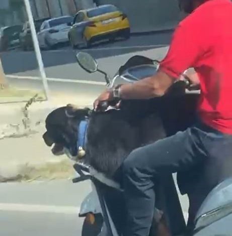 motosiklet uzerinde kopekle ilerledi bakirkoyde tehlikeli yolculuk kamerada 14a534526b7f |