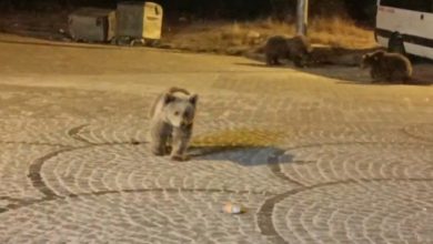 uludagda gece yarisi ayi surprizi e1482e120b8e |