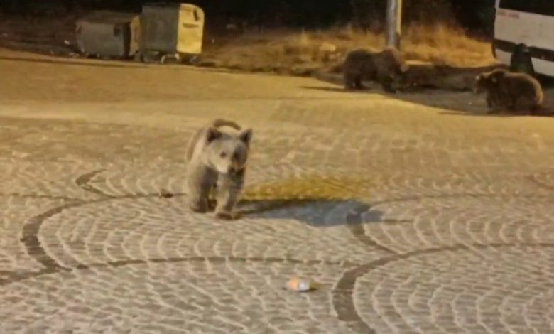 uludagda gece yarisi ayi surprizi e1482e120b8e |