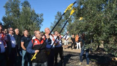 yilin ilk zeytinyagi uretimi yapildi f4c358c1bd92 |