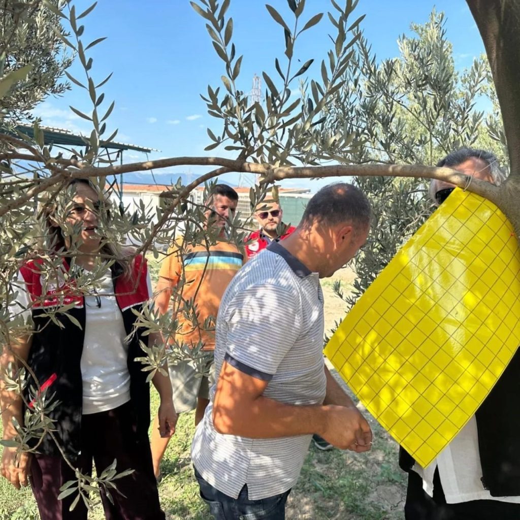 zeytin ureticilerine zeytin sinegiyle mucadele icin tuzak dagitildi 596fbd970568 |