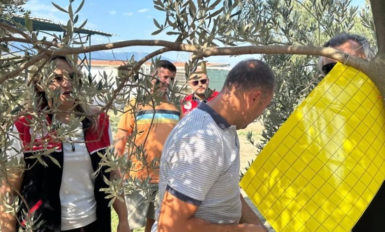 zeytin ureticilerine zeytin sinegiyle mucadele icin tuzak dagitildi 596fbd970568 |