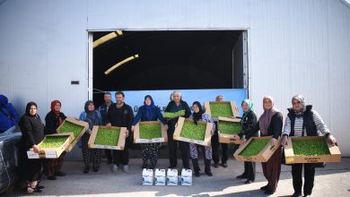 Büyükşehir’den kadın sera üreticilerinin maliyetini azaltan destekler 6 WhatsApp Gorsel 2025 10 16 saat 12.29.44 787655a0 |